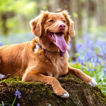 A TeamRareBit.com Research Note | Updated April 2026