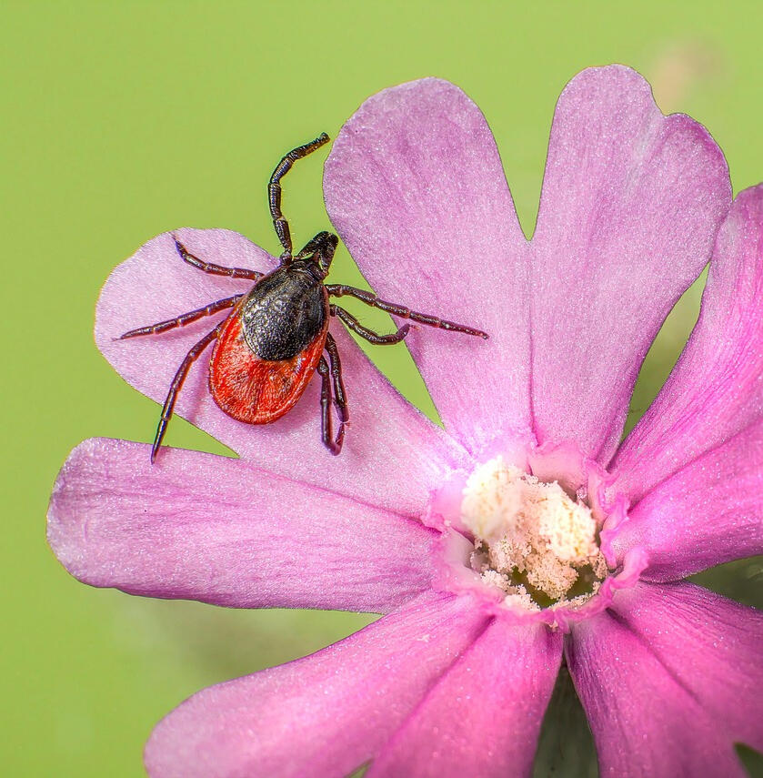 Why Ticks Are Hard to Avoid?